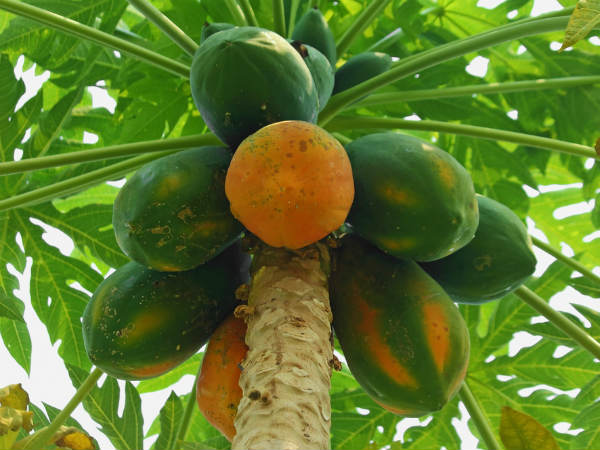 பப்பாளி