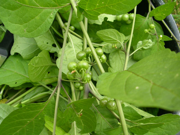 மணத்தக்காளி கீரை மணத்தக்காளி கீரை