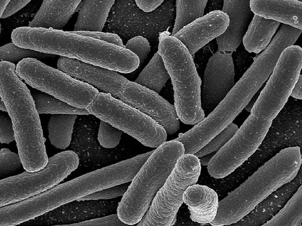 பாக்டீரியா