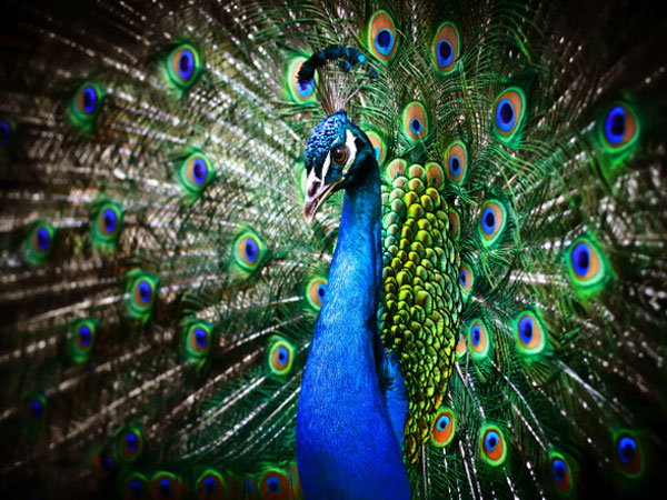  தோற்றம் 