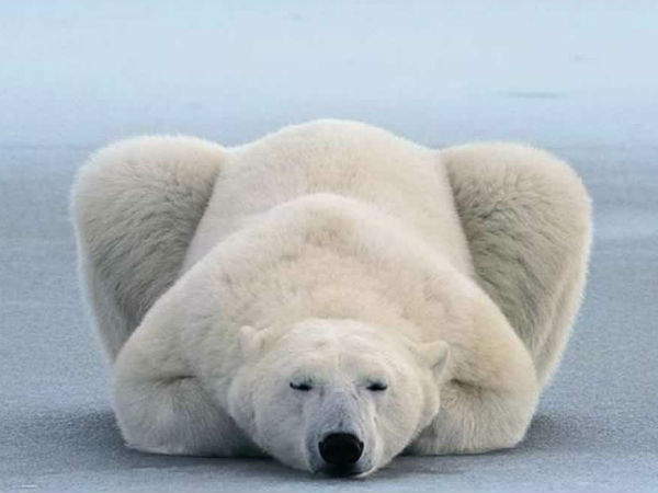 பனிக்கரடி 