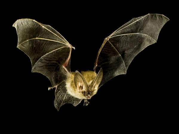 வவ்வால்