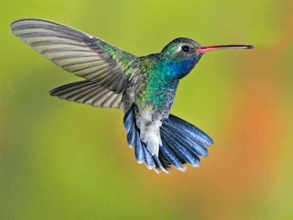 ரீங்கார பறவைகள் (hummingbirds)