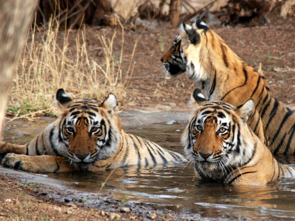 புலிகள் காப்பகம்