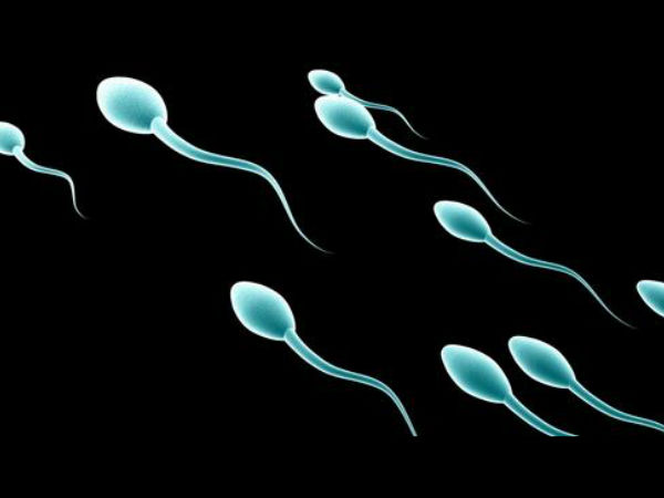 விந்தணு உற்பத்தி விந்தணு உற்பத்தி