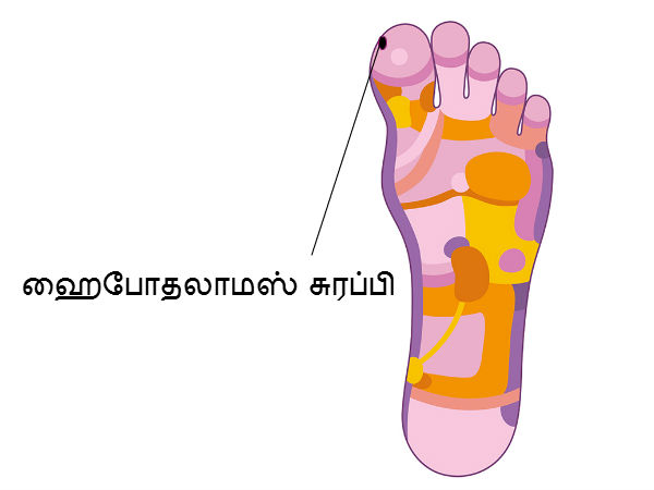 ஹைபோதலாமஸ் சுரப்பி (Hypothalamus Gland) 