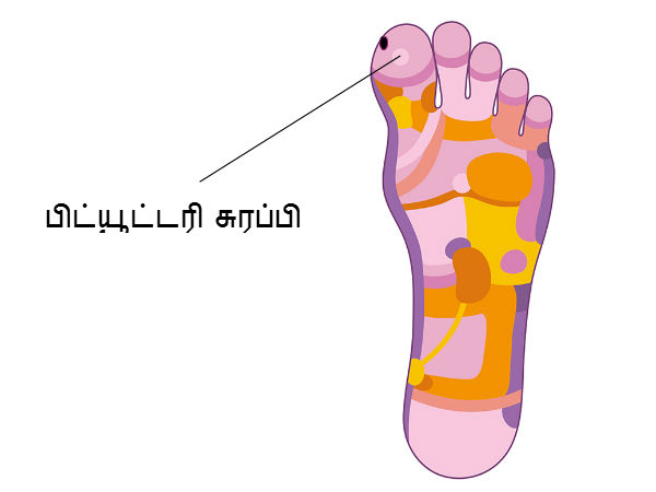 பிட்யூட்டரி (Pituitaray Gland) 