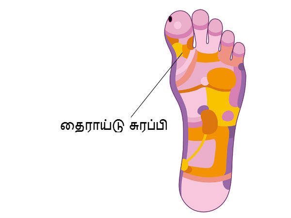 தைராய்டு சுரப்பி (Thyroid Gland) 