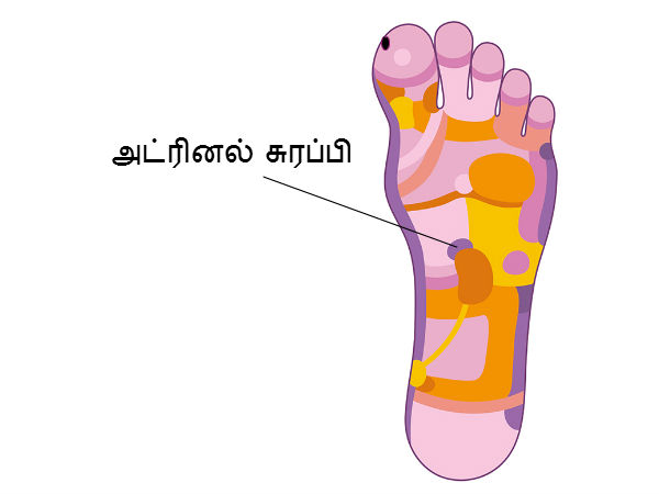 அட்ரினல் சுரப்பி (Adernal Gland) 
