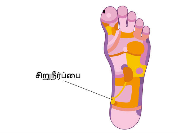 சிறுநீர்ப்பை (Urinary Bladder) 