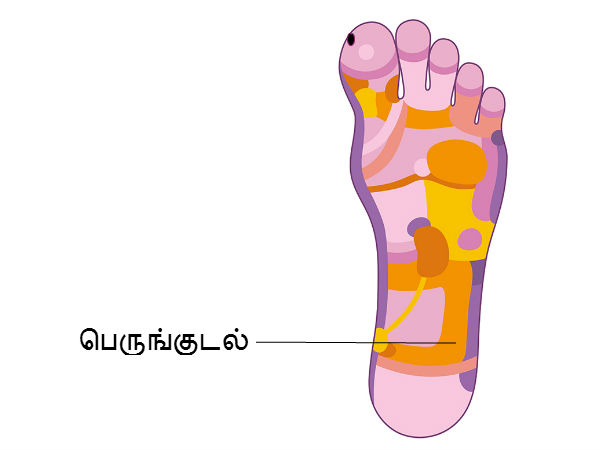 பெருங்குடல் (Colon and Intestines) 
