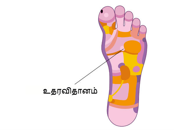உதரவிதானம் (Diaphargm) 