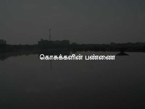 கொசுக்களின் பண்ணை