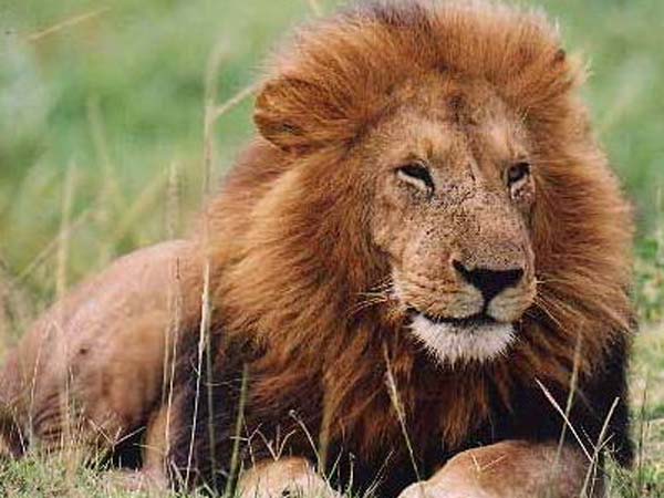 சிங்கம்