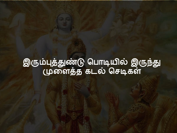 இரும்புத்துண்டு பொடியில் இருந்து முளைத்த கடல் செடிகள்