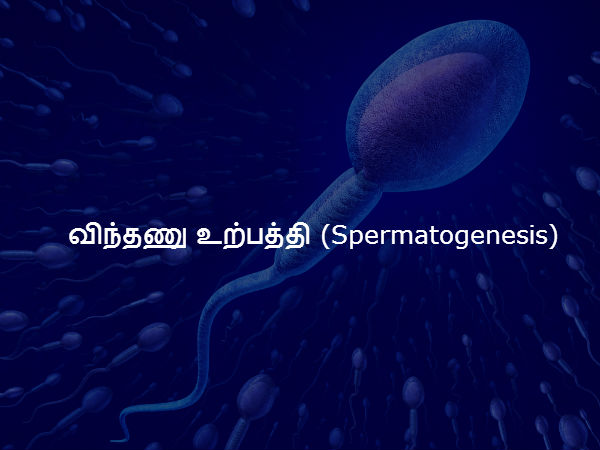 விந்தணு உற்பத்தி (Spermatogenesis) 