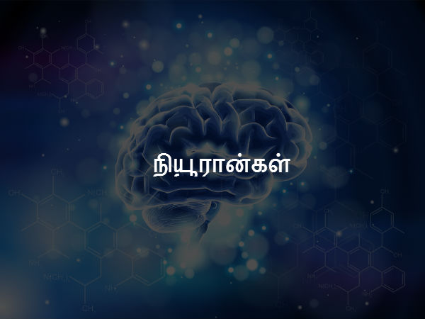  நியூரான்கள் 