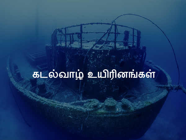 கடல்வாழ் உயிரினங்கள் 