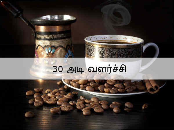30 அடி வளர்ச்சி 