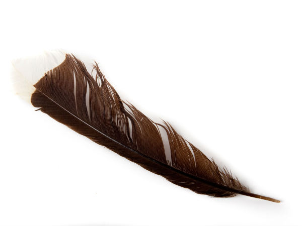 பறவையின் இறகு 