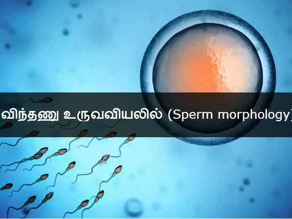 விந்தணு உருவவியலில் (Sperm morphology) 