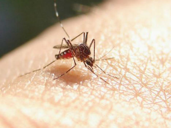 மஞ்சள் காய்ச்சல் 