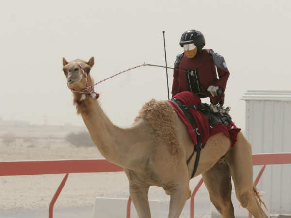 ஒட்டக பந்தயத்திற்கு ரோபோட்கள் 