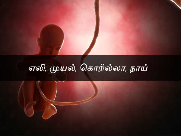 ஒரே அளவு கரு 