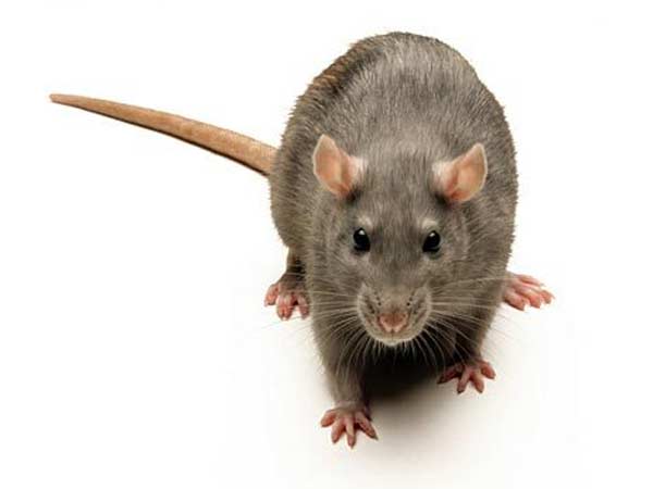 எலி தாக்குதல் 