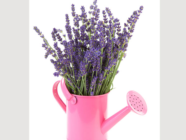 லாவெண்டர் (Lavender)