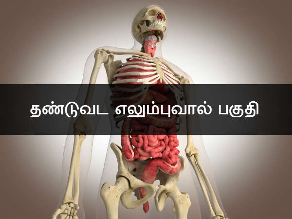 தண்டுவட எலும்புவால் பகுதி தண்டுவட எலும்புவால் பகுதி