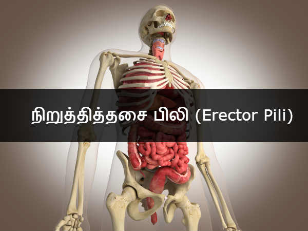 நிறுத்தித்தசை பிலி (Erector Pili) நிறுத்தித்தசை பிலி (Erector Pili)