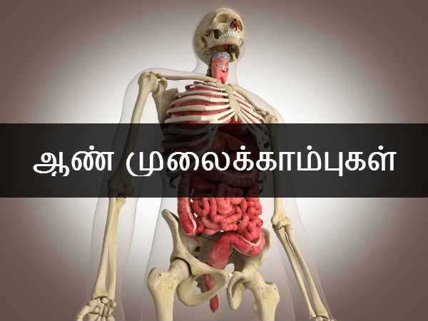 ஆண் முலைக்காம்புகளை ஆண் முலைக்காம்புகளை