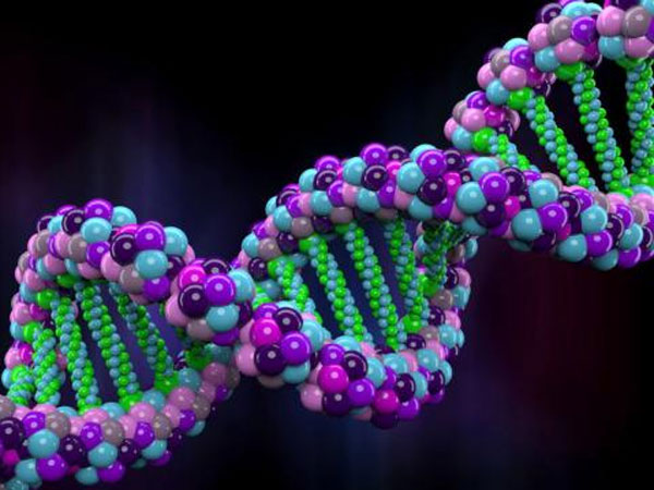 98 சதவீத மனிதர்கள் குரங்குடன் ஒத்துப்போகிறார்கள்