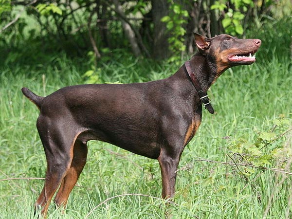 முடியில்லா நாய்கள்