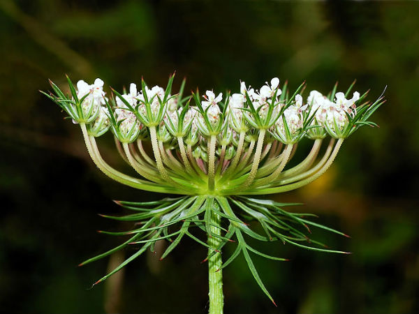 டக்கஸ் கரோட்டா (Daucus carota)