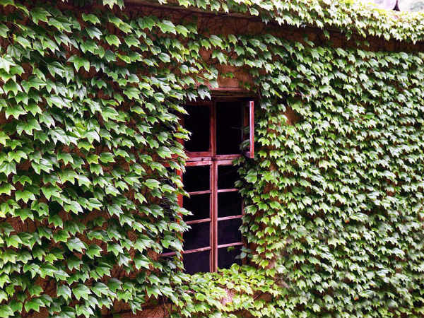 சுவர்களிலும் முளைத்த செடிகள்