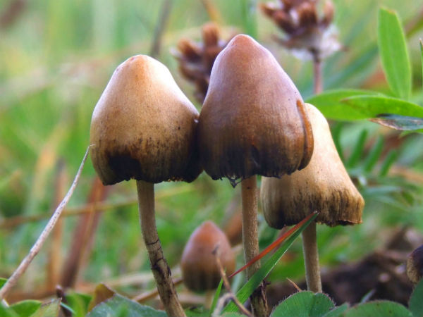 மாயத்தோற்ற காளான் (Psychedelic Mushrooms / Magic Mushrooms) 
