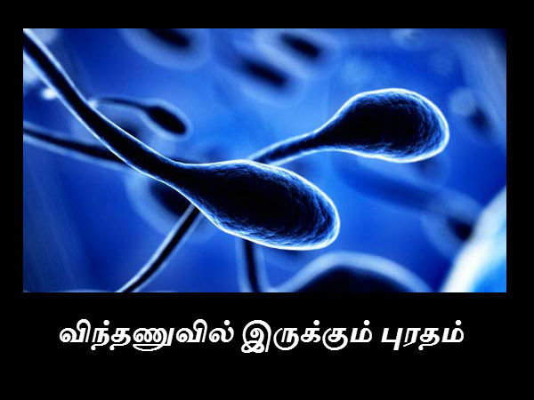 விந்தணுவில் இருக்கும் புரதம் 
