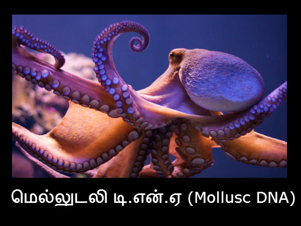 மெல்லுடலி டி.என்.ஏ (Mollusc DNA) 