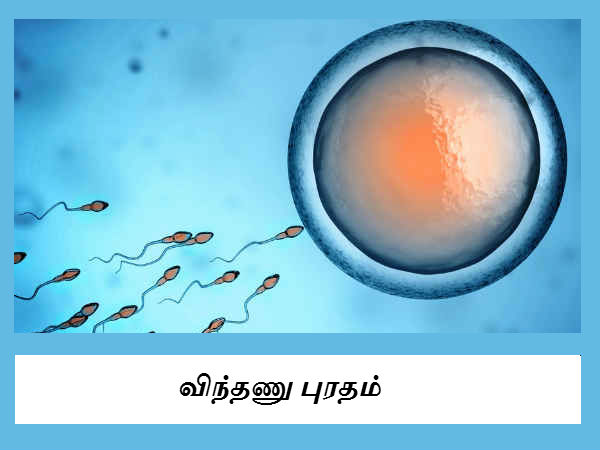 விந்தணு புரதம் 