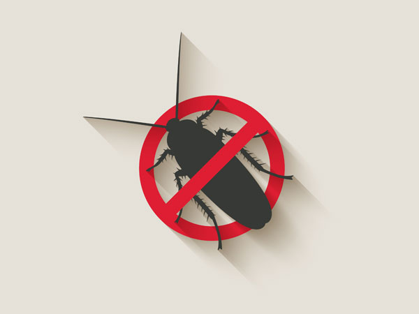 சுற்றம் கொண்ட கரப்பான்பூச்சி 