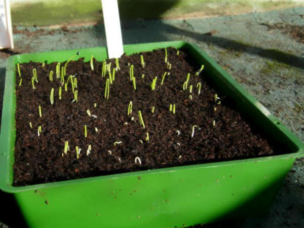 கண்டைனர் 