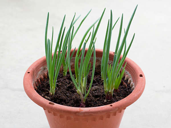 மண் அல்லது பிளாஸ்டிக் தொட்டி