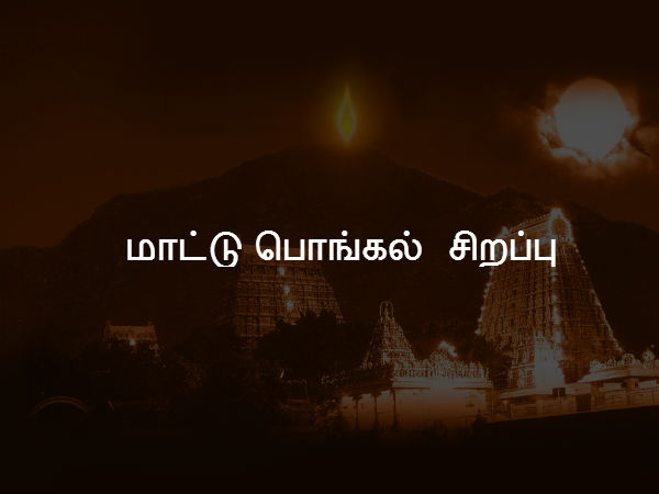 மாட்டு பொங்கல் சிறப்பு 