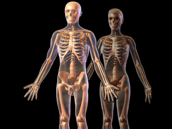 தலை, தண்டுவடம், கால்கள்