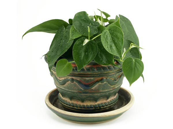 செல்வம் பெருகும் மணி பிளான்ட் 