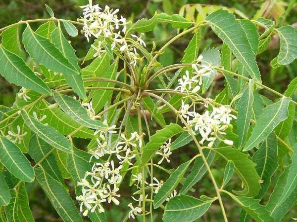 வேப்பிலை