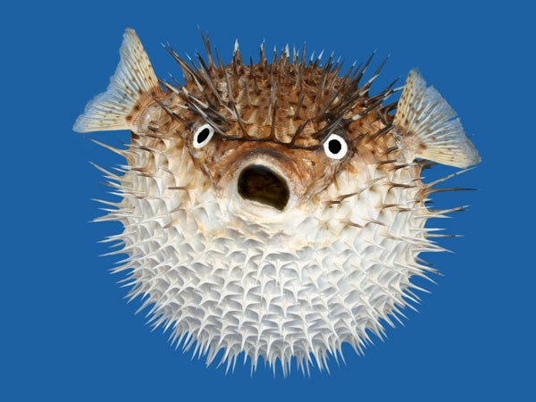 பஃபர் மீன் (Puffer Fish)