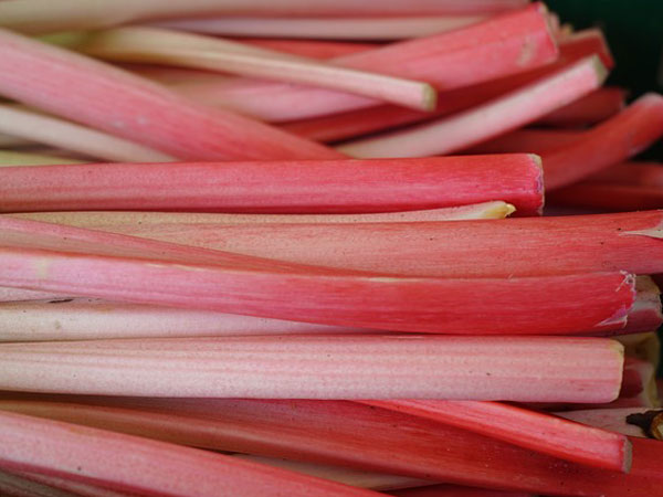 ருபார்ப் (Rhubarb)
